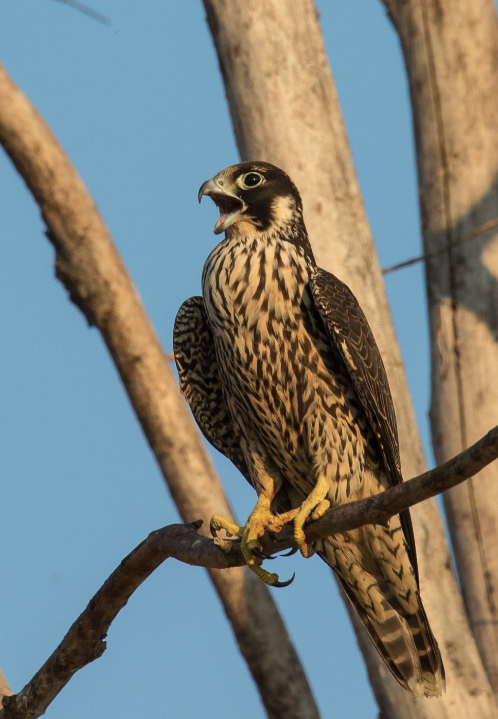 Giovane falco pellegrino (Falco peregrinus)